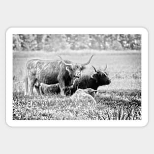 Highland cattle cows family on pasture Sticker